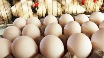 تراجع مفاجئ.. سعر كرتونة البيض اليوم الاثنين يخالف التوقعات في الأسواق 1